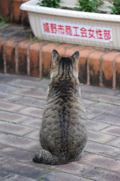 端坐的猫