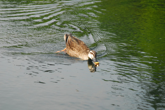 在湖面游泳的鸭子