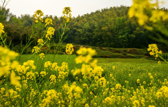 油菜花