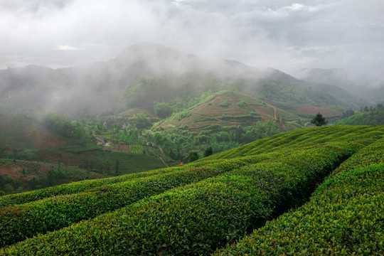 茶山