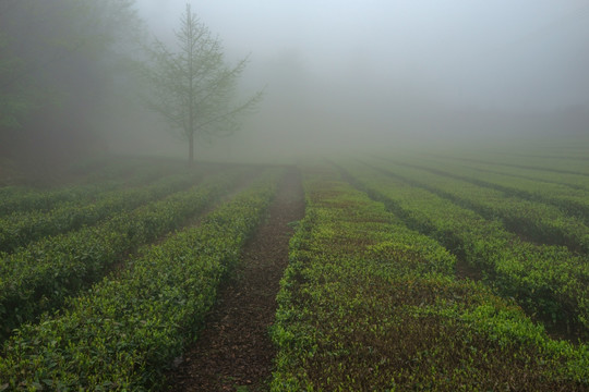 茶山