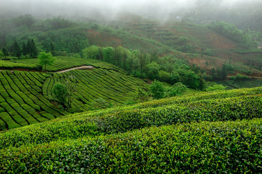 茶山