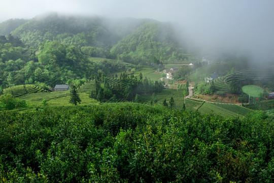 茶山