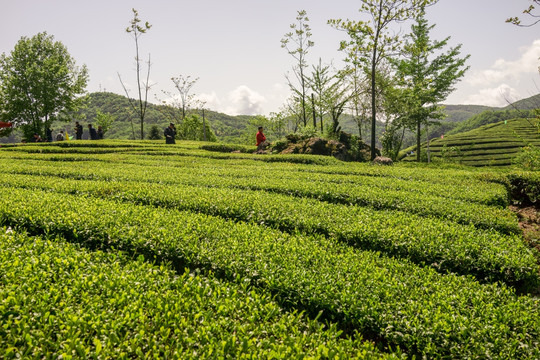 茶山