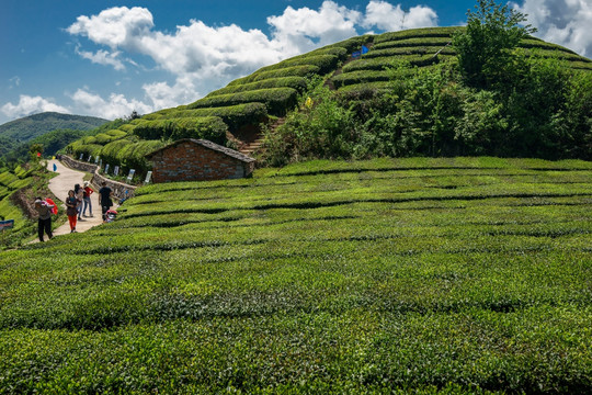 茶山