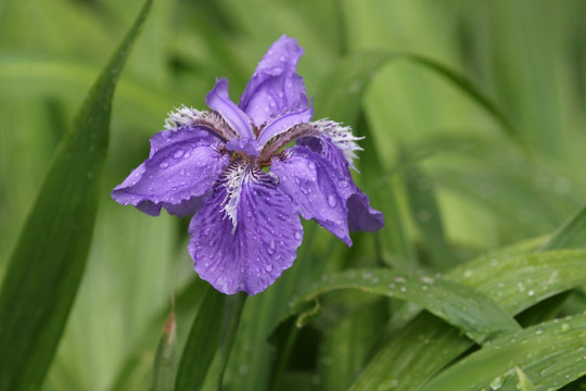 紫色鸢尾花