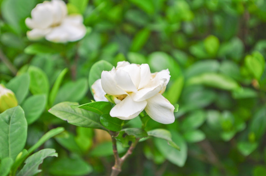 栀子花特写