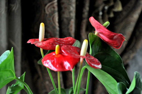 红掌 鲜花