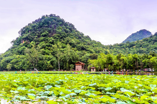 云南普者黑景区