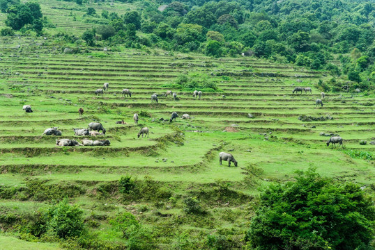 山村牧场