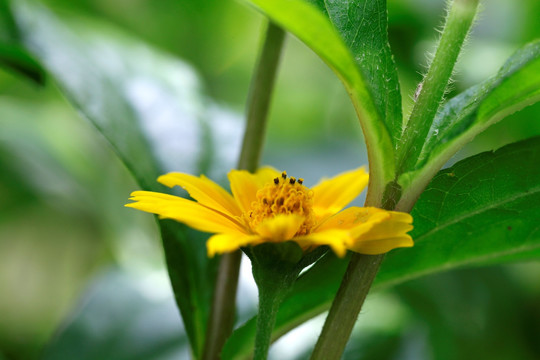 黄色花卉