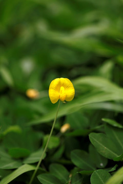 一朵黄色花
