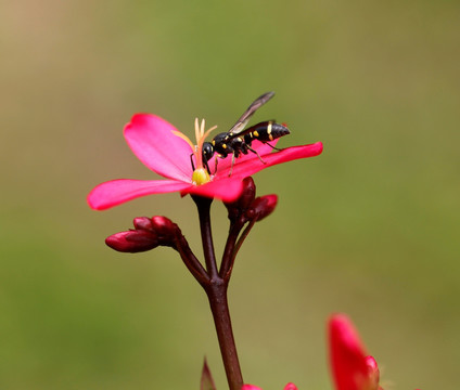 微距 鲜花