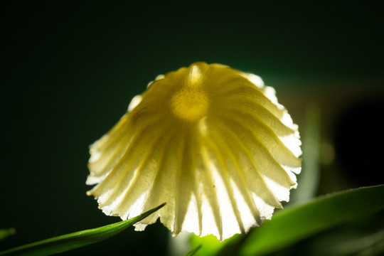 野生菌类