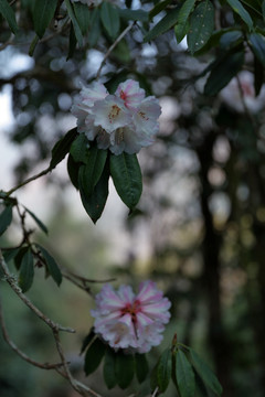 杜鹃花