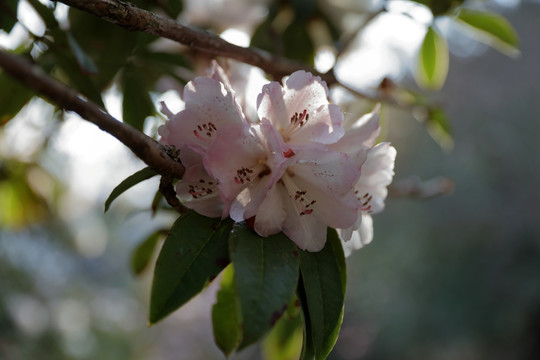 杜鹃花