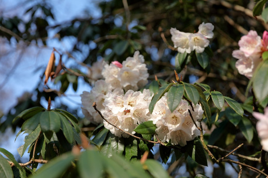 杜鹃花