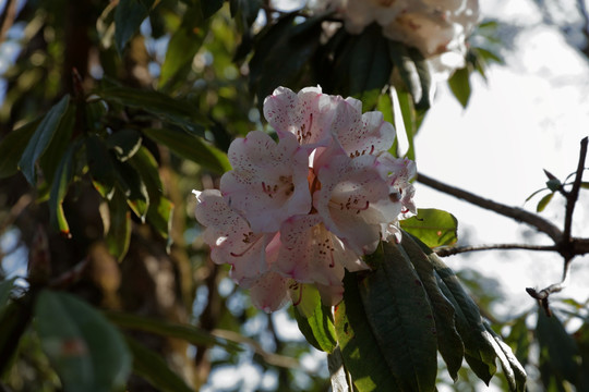 杜鹃花