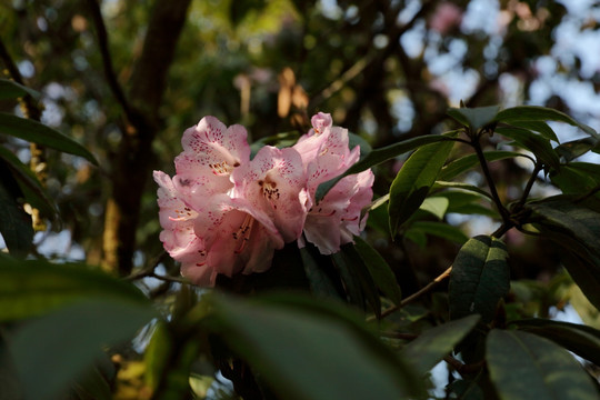 杜鹃花