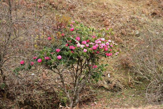 杜鹃花