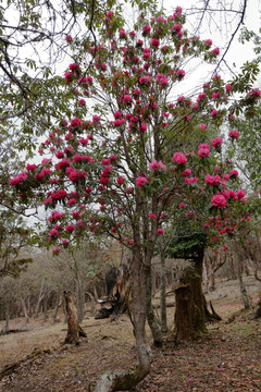 杜鹃花