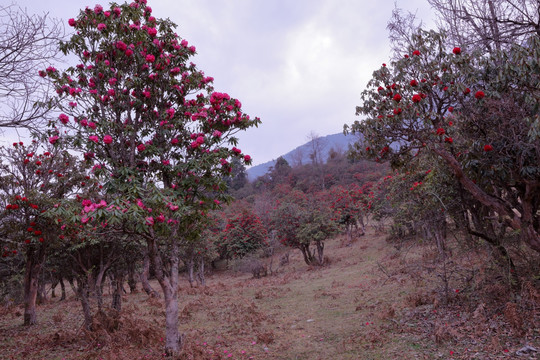 杜鹃花