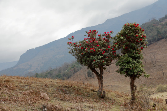 杜鹃花