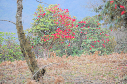 杜鹃花