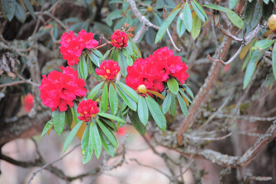 杜鹃花