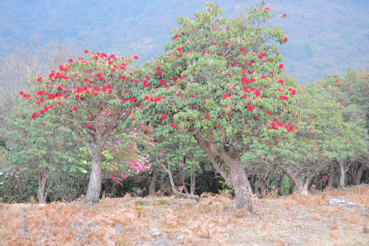 杜鹃花