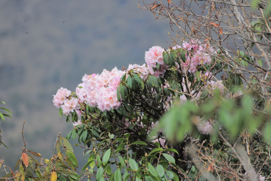 杜鹃花