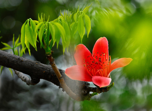 木棉花