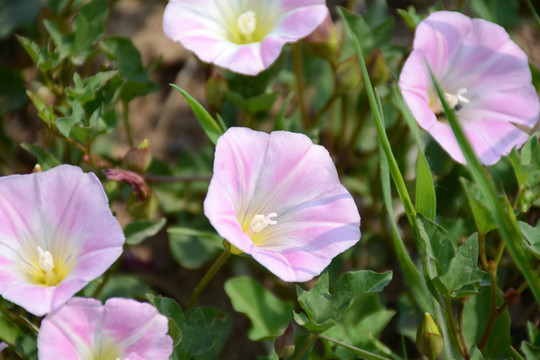 牵牛花