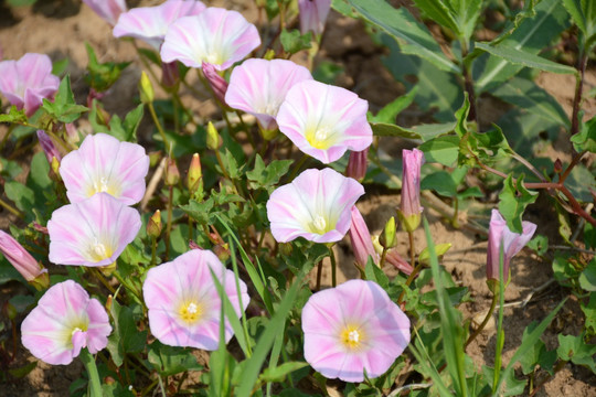 牵牛花