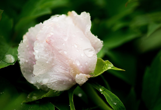 牡丹花 牡丹 花 富贵 粉牡