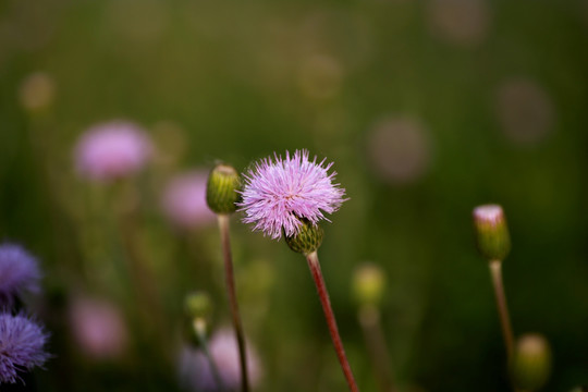 植物野花