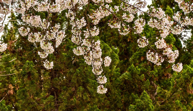 樱花枝