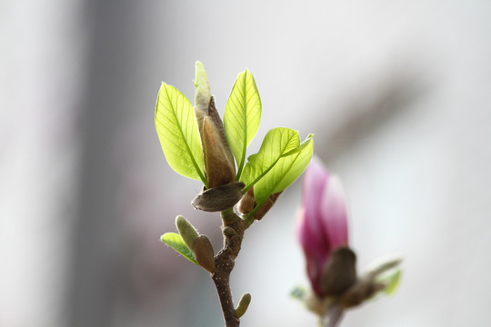 高清玉兰花叶