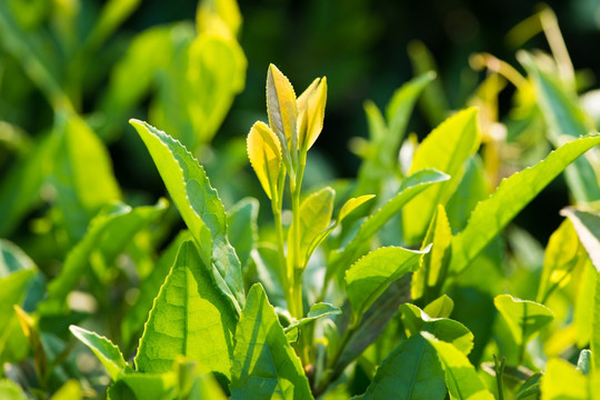 茶芽