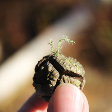 长苔藓松柏果