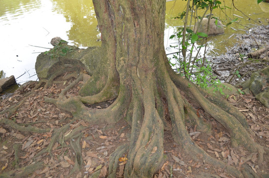 龙眼树根