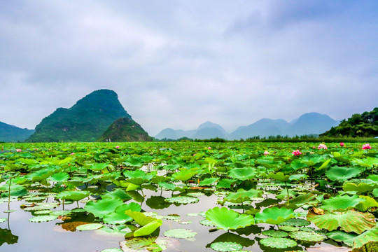 云南普者黑景区