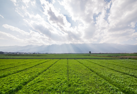 田园风光