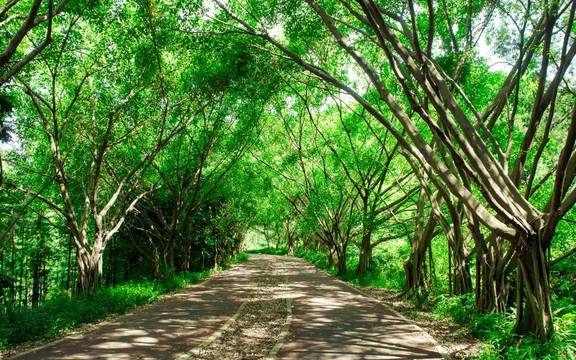 阳光森林小路