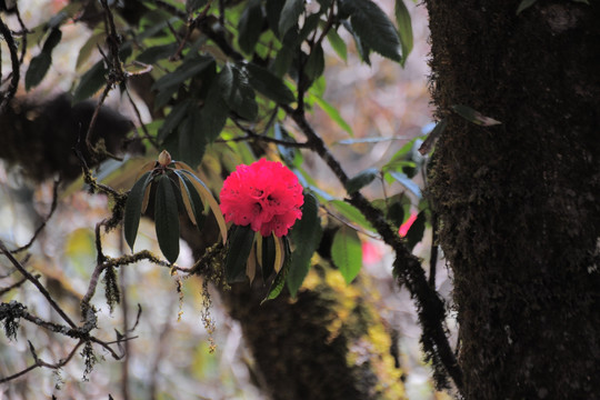 杜鹃花