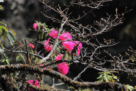 杜鹃花