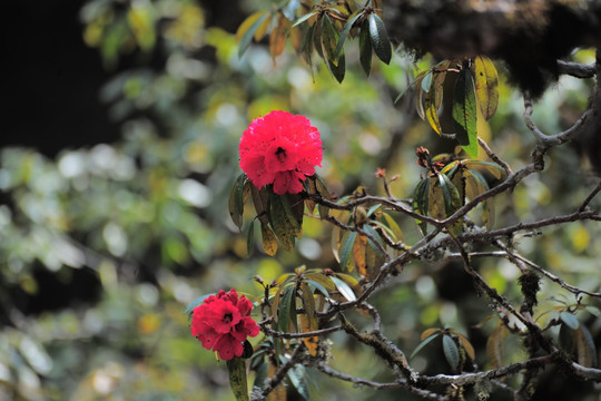 杜鹃花