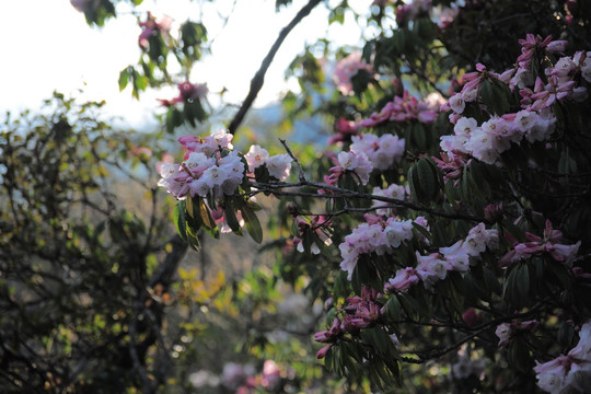 杜鹃花