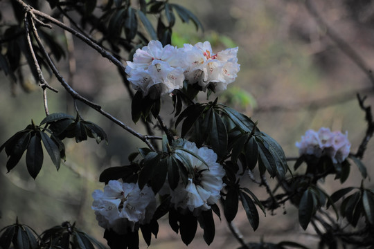 杜鹃花