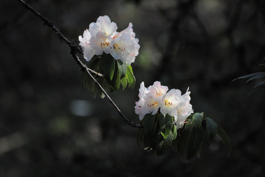 杜鹃花